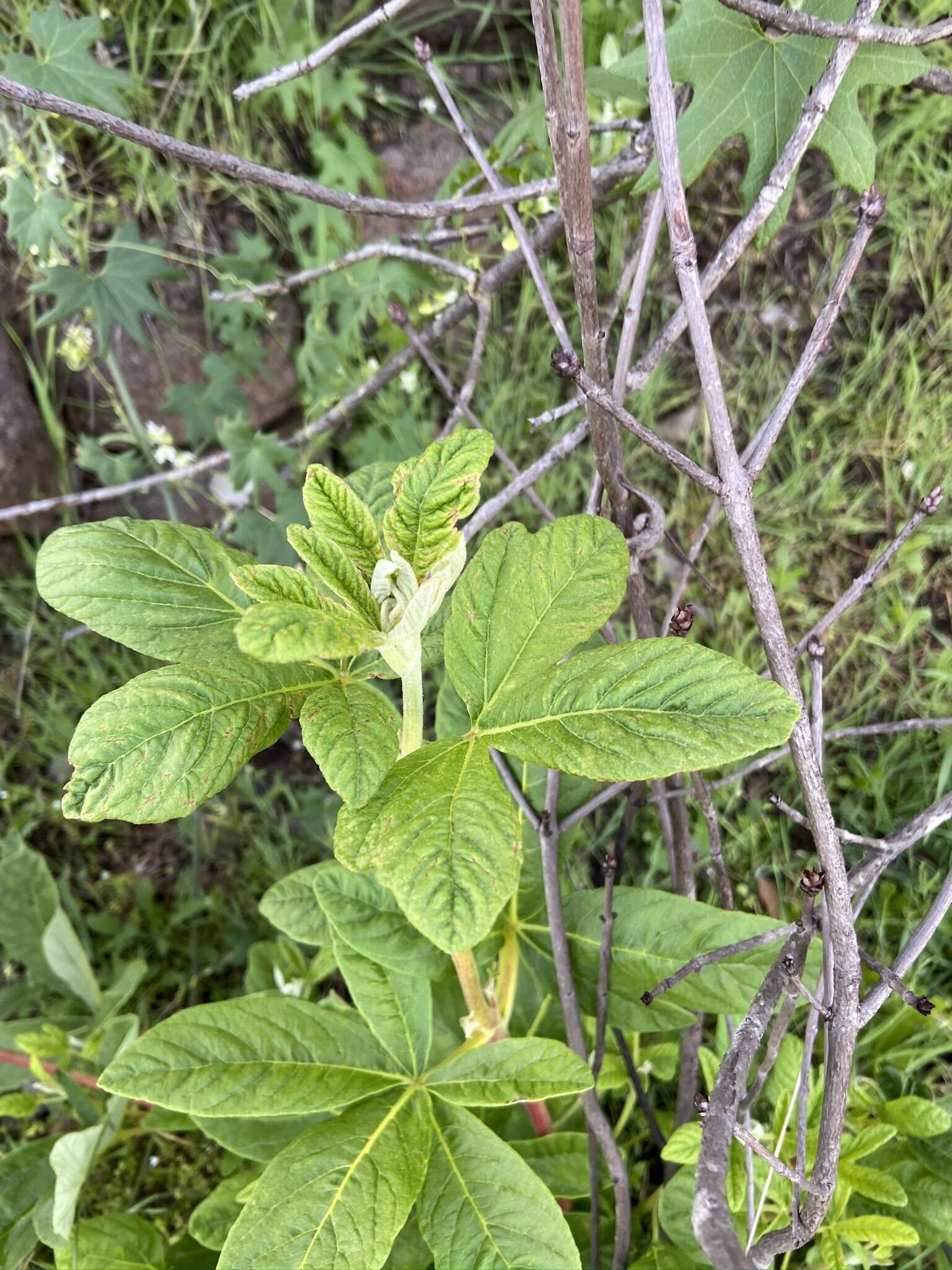 Imagem de Aesculus parryi A. Gray