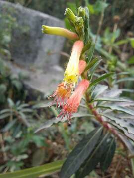 Image of Cigarette bush