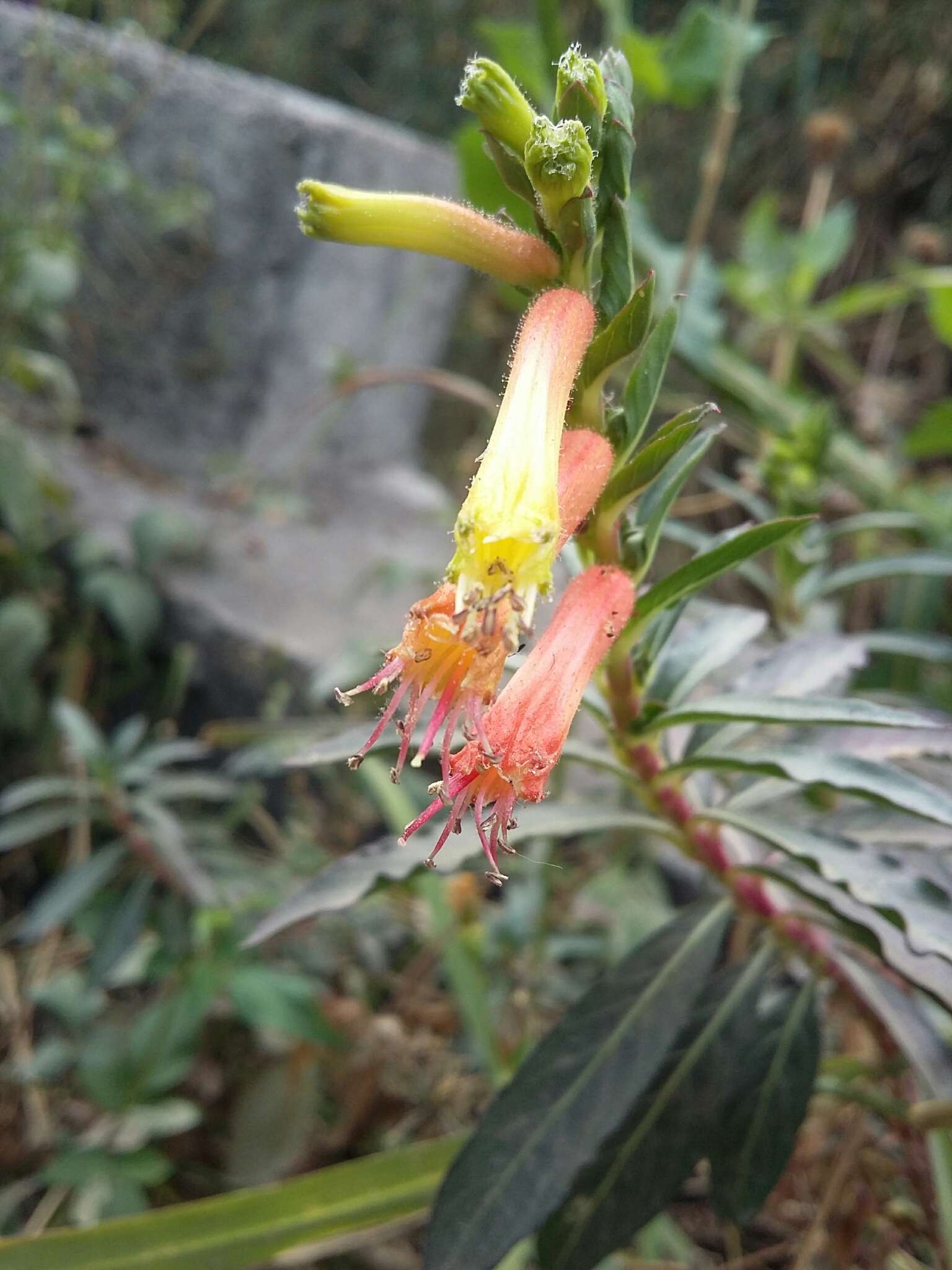 Image of Cigarette bush