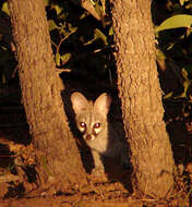 Image of Blotched Genet