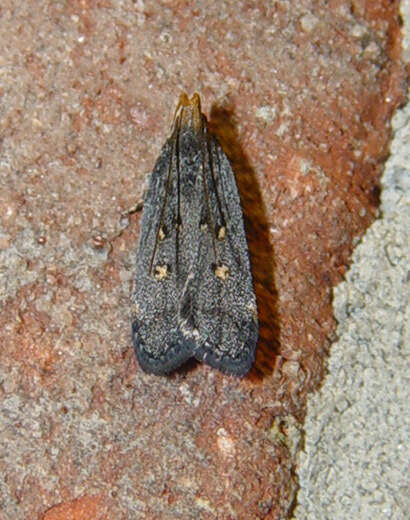 Image of Dichomeris agonia Hodges 1986