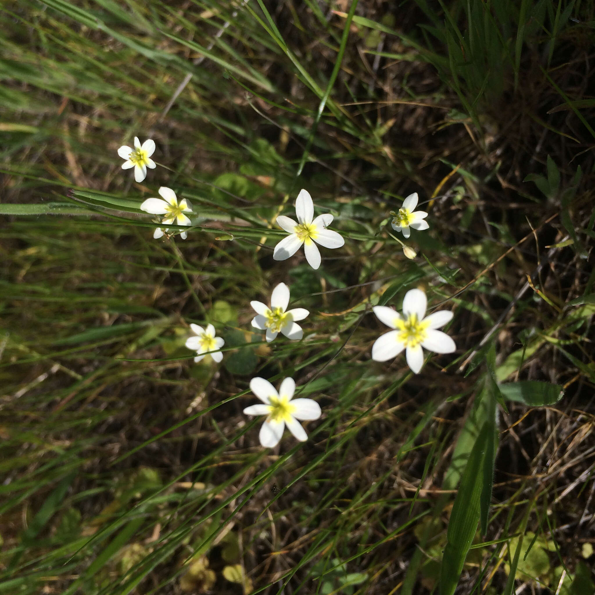 Image of California fairypoppy