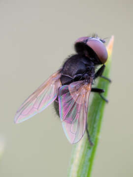 Image of Phasia pusilla Meigen 1824