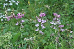 Image of Lathyrus heterophyllus L.