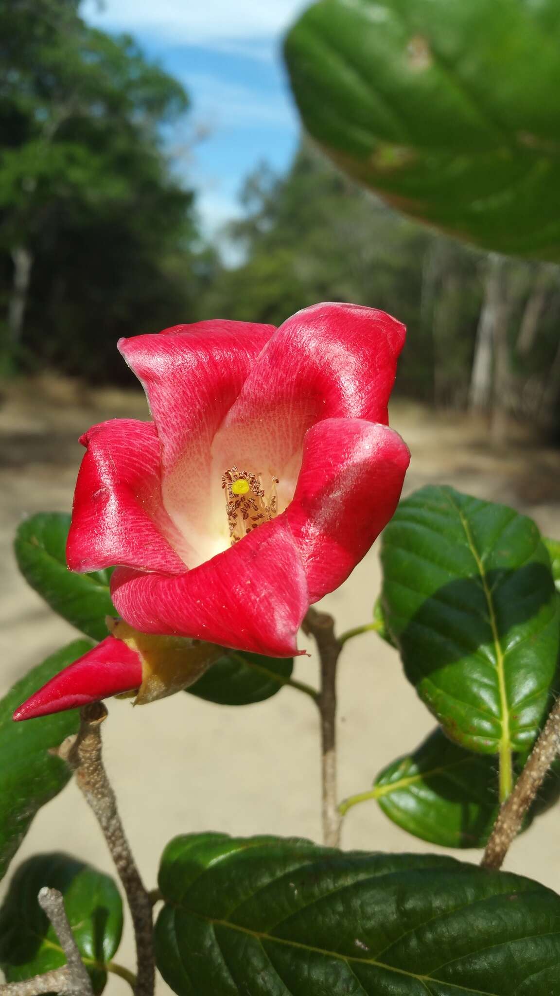 Xyloolaena perrieri F. Gérard resmi