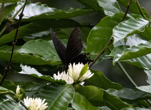 Image of Papilio ascalaphus Boisduval 1836