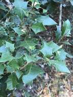 Image of Native holly