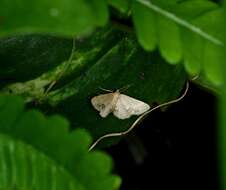 Image de Idaea chotaria Swinhoe 1886