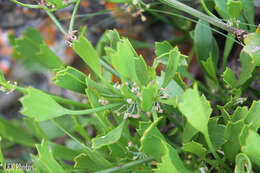 Image of Centella triloba (Thunb.) Drude