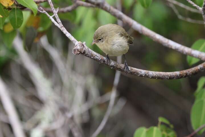 Image of Grey Warbler-Finch