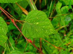 Image of Rubus lambertianus var. glandulosus Cardot