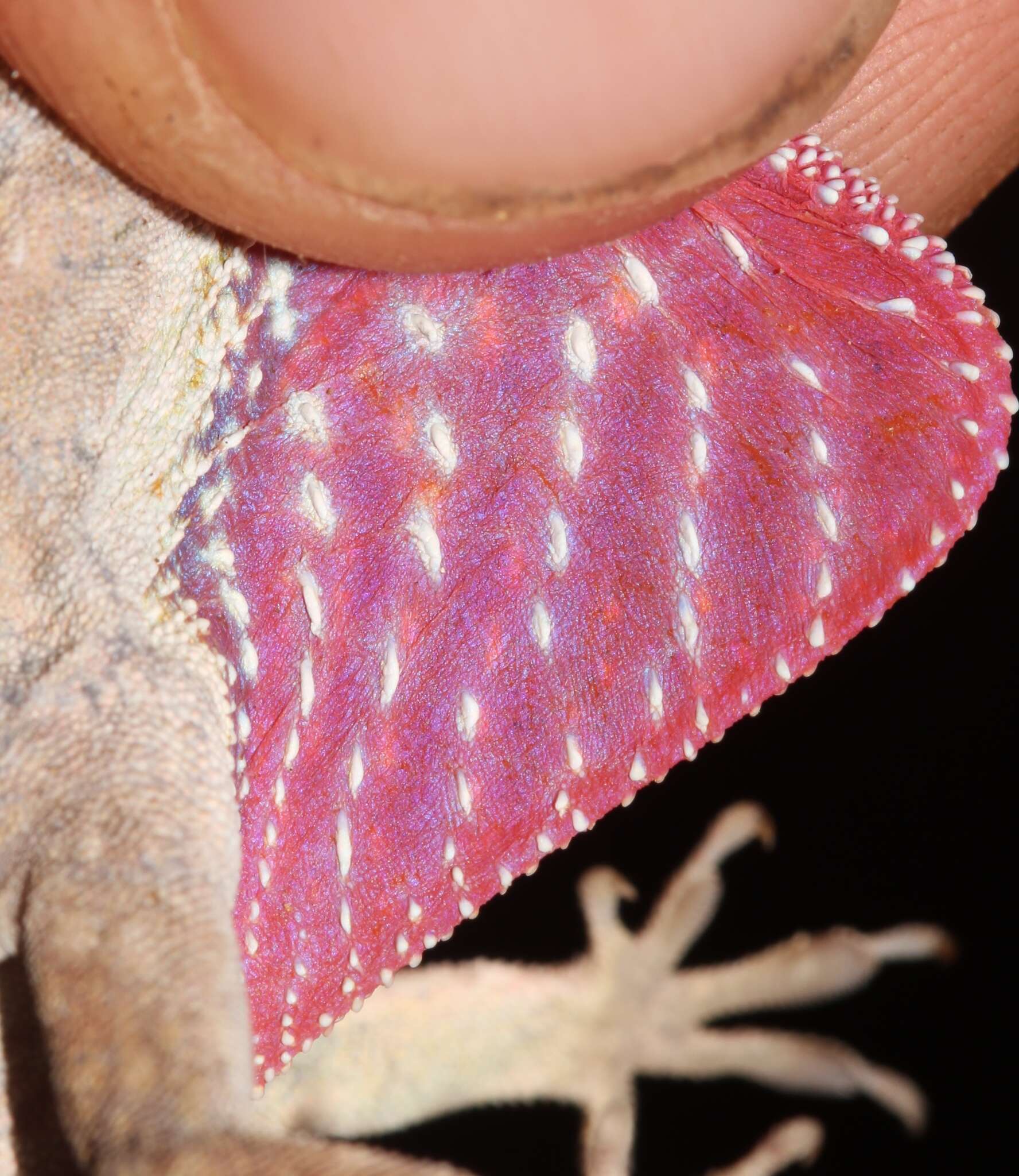 Image of Utila Anole