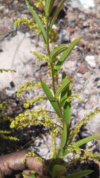 Imagem de Dioscorea hexagona Baker