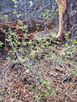 Image of whitestem gooseberry