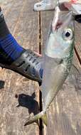 Image of Pacific Chub Mackerel