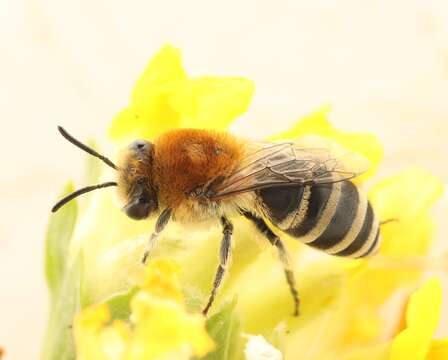 Image of Colletes similis Schenck 1853