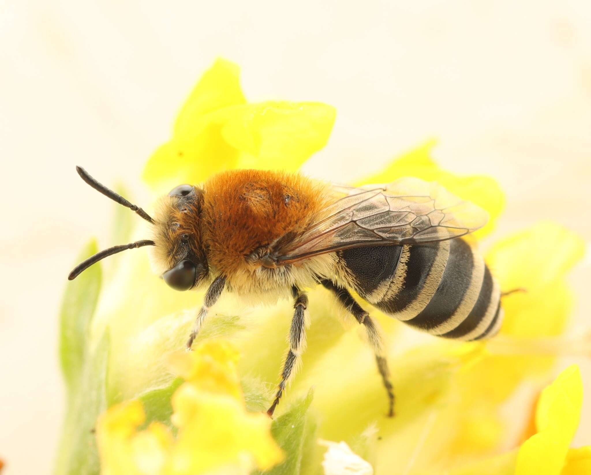 صورة Colletes similis Schenck 1853