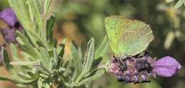 Plancia ëd Callophrys avis Chapman 1909