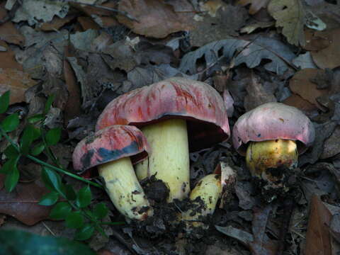 Image of wolf bolete