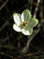 Image of largeleaf grass of Parnassus