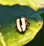 Image of Horseradish Flea Beetle