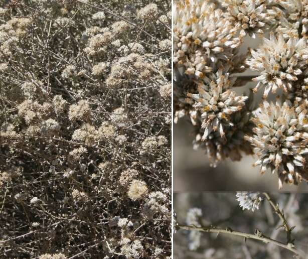 Image of Helichrysum zeyheri Less.