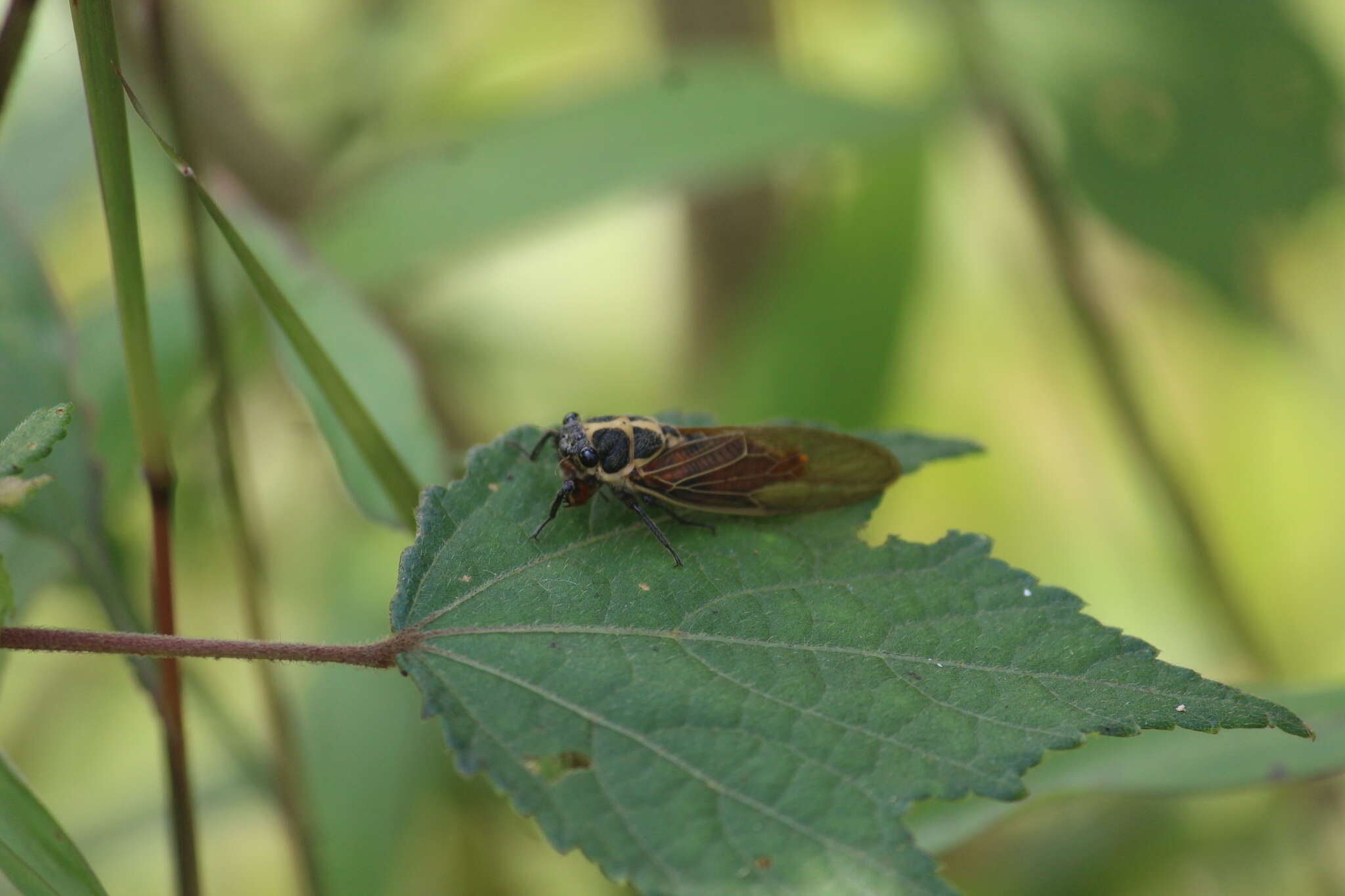 Sivun Scieroptera splendidula (Fabricius 1775) kuva