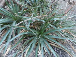 Image of Puya boliviensis Baker