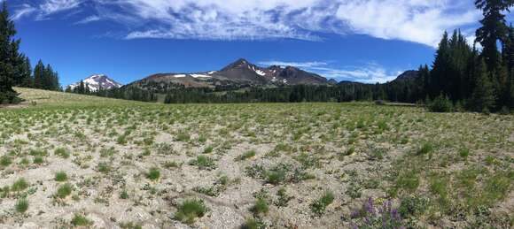 Image of subalpine lupine