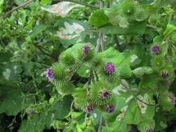 Image of greater burdock