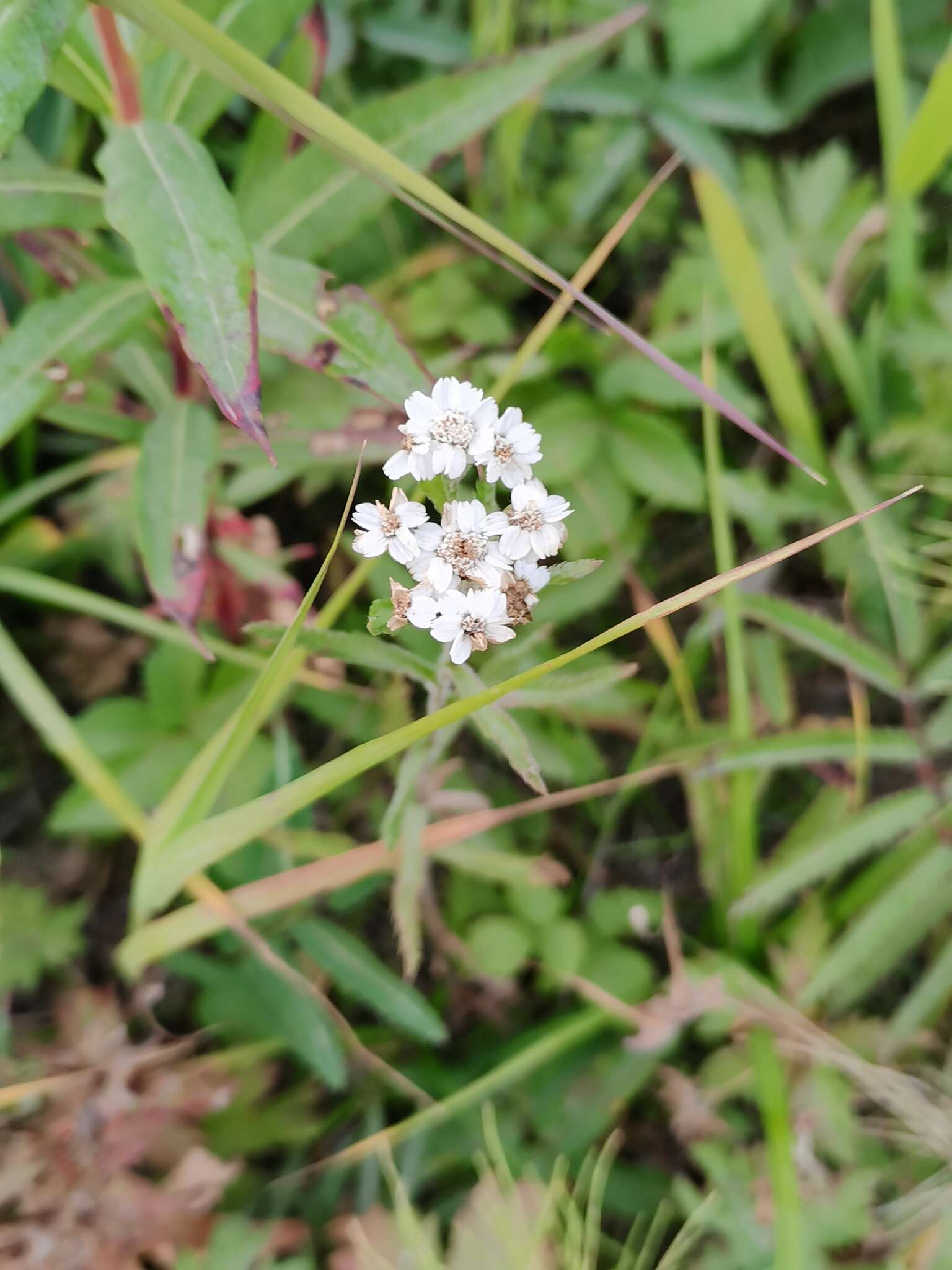 Sivun Achillea ptarmica subsp. macrocephala (Rupr.) Heimerl kuva