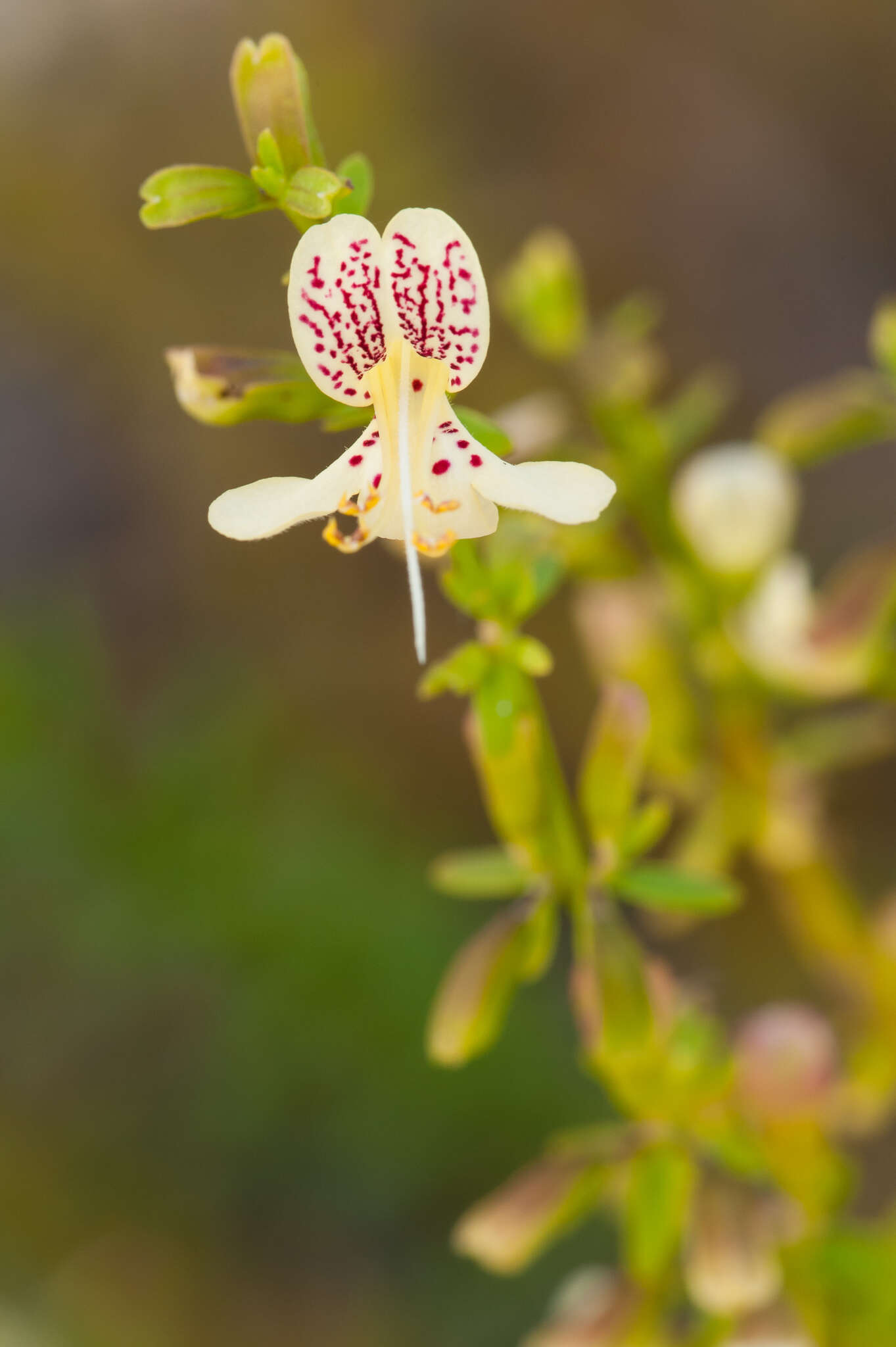 Imagem de Dicerandra frutescens var. christmanii (Huck & Judd) D. B. Ward