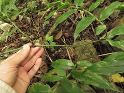 Image of Tripogandra grandiflora (Donn. Sm.) Woodson