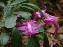 Image of Christmas Cactus