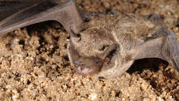 Image of Asian Particolored Bat