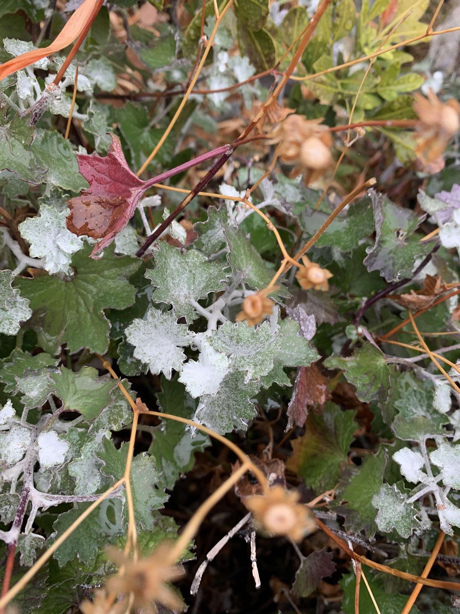 Image of Cineraria albicans N. E. Br.