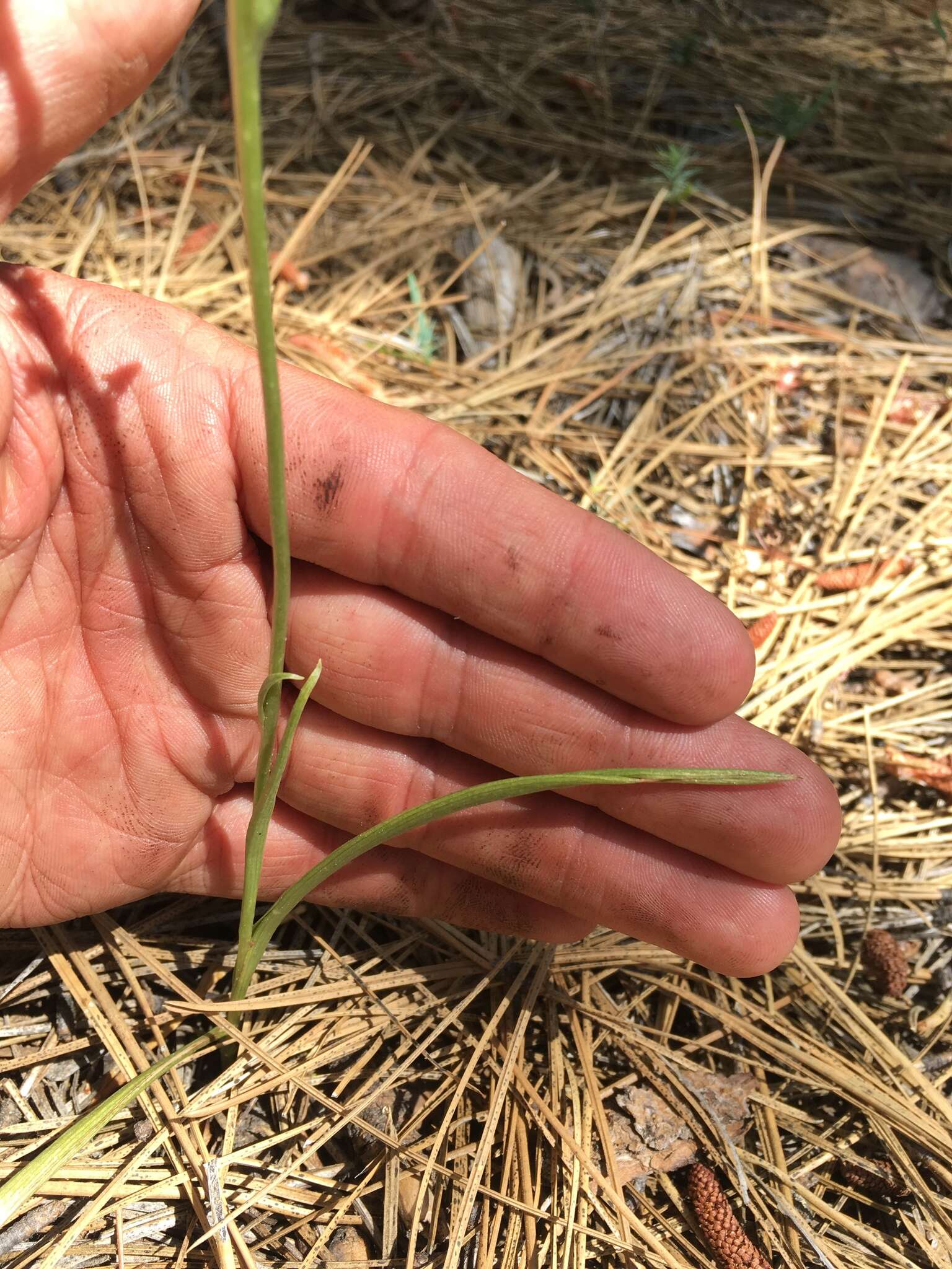 Image of Coleman's piperia