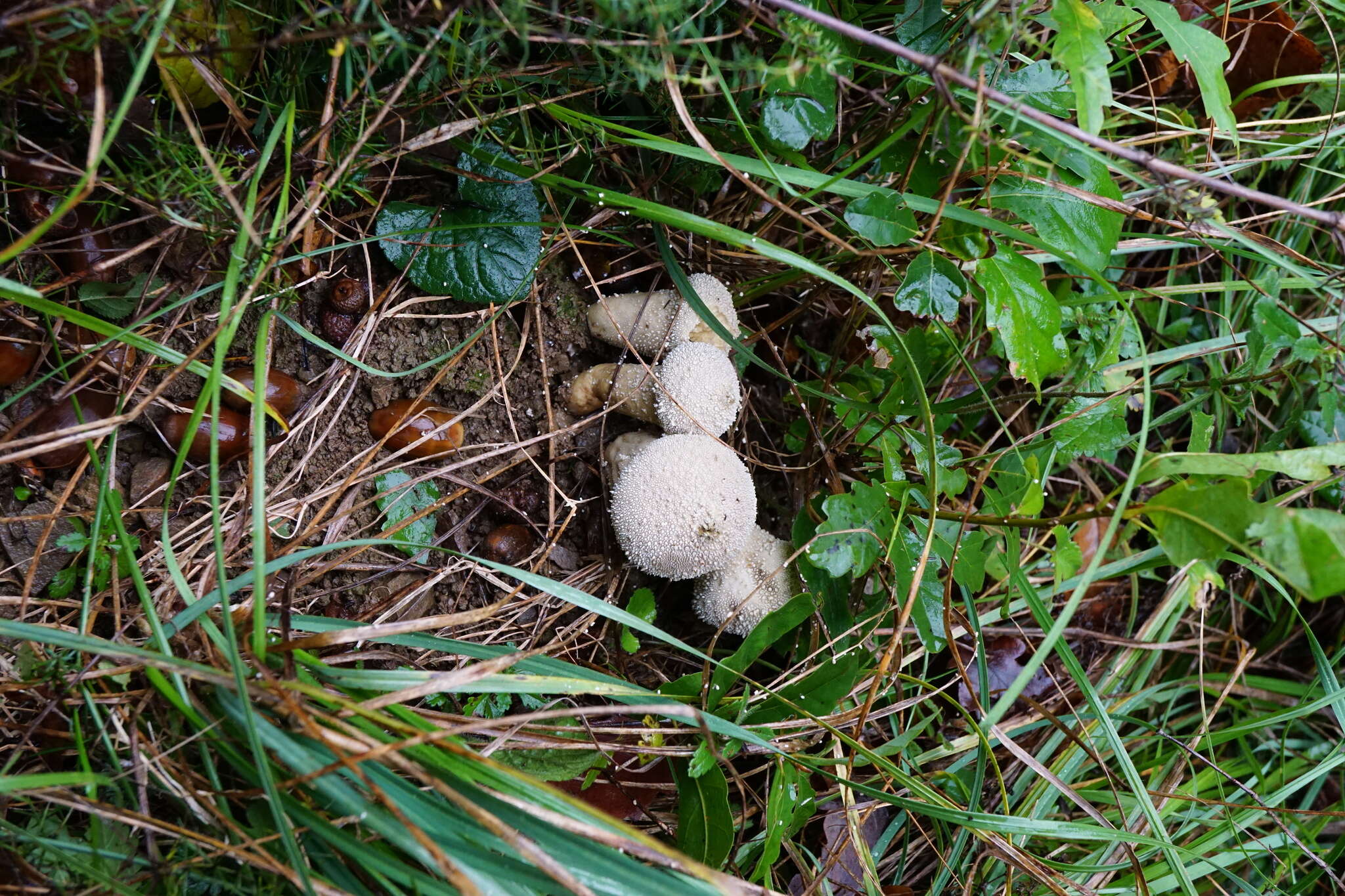 Imagem de Lycoperdon perlatum subsp. perlatum