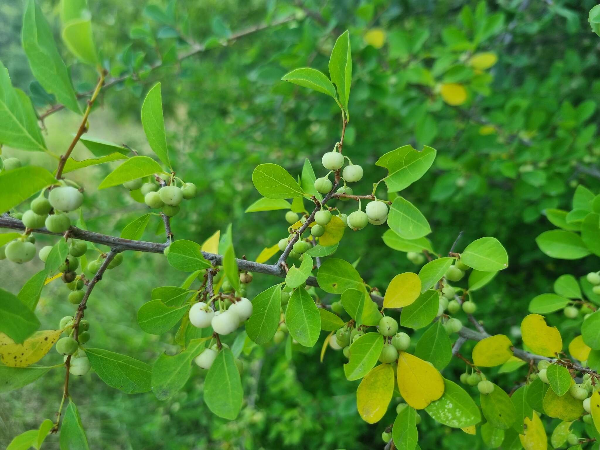 Imagem de Flueggea virosa subsp. virosa