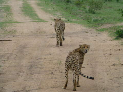 Image of Namibian cheetah