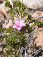 Image of Acmadenia maculata I. Williams