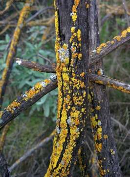 Image of orange wall lichen