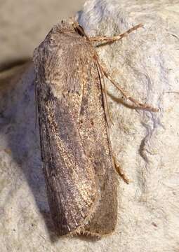 Image of turnip moth