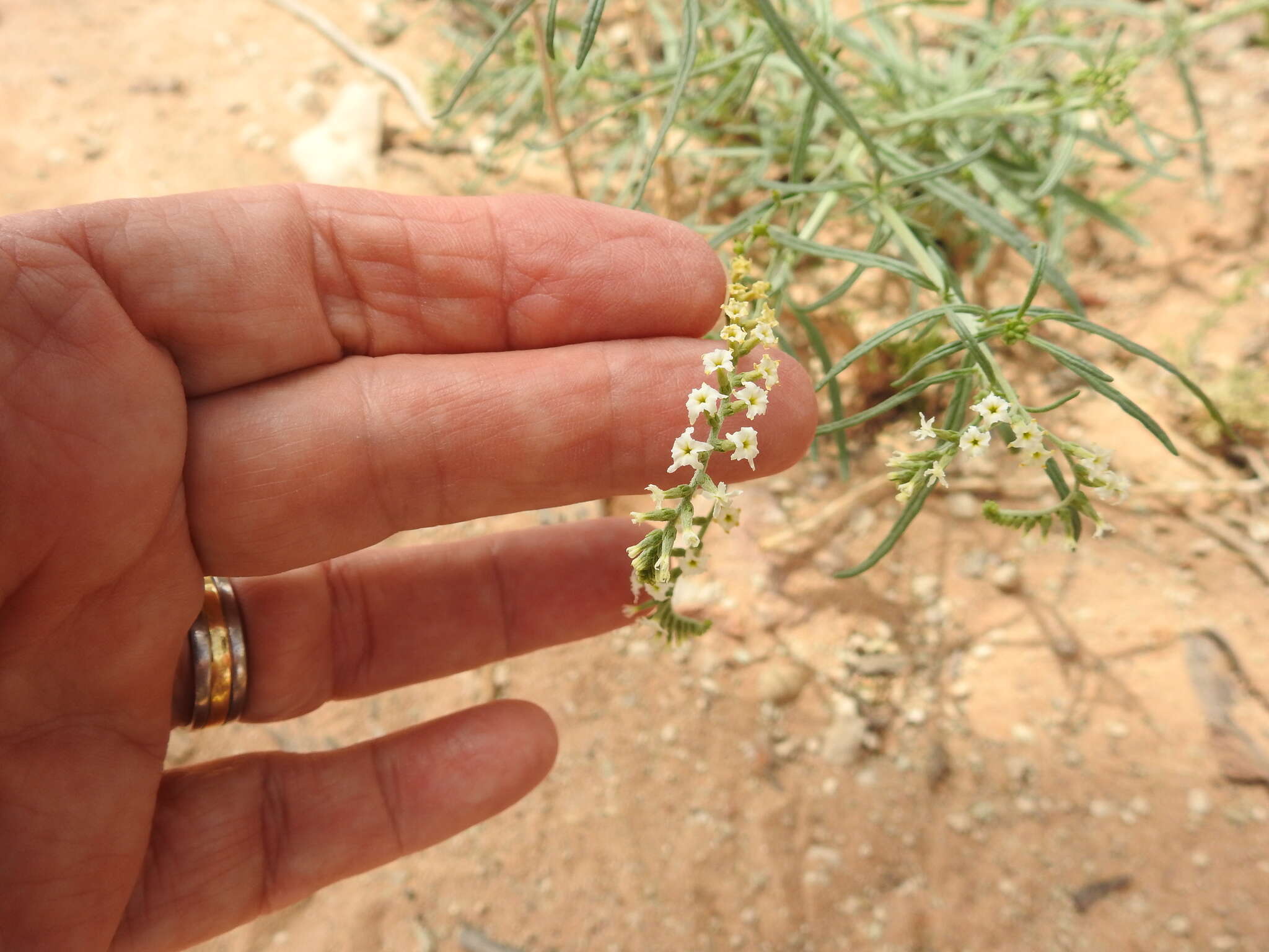 صورة Heliotropium lineare (A. DC.) Gürke