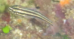 Image of Apogon angustatus
