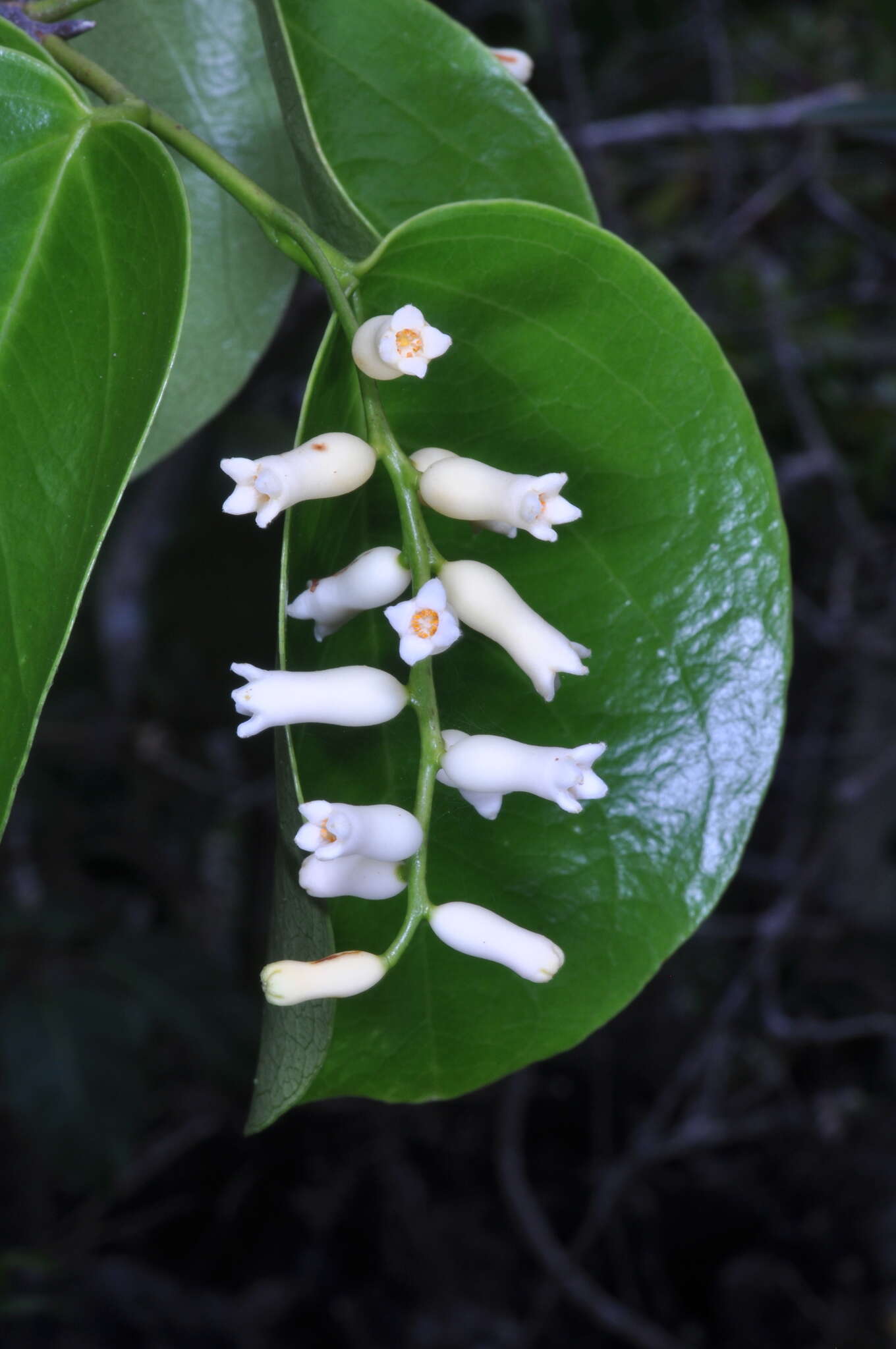 Image of lacebark