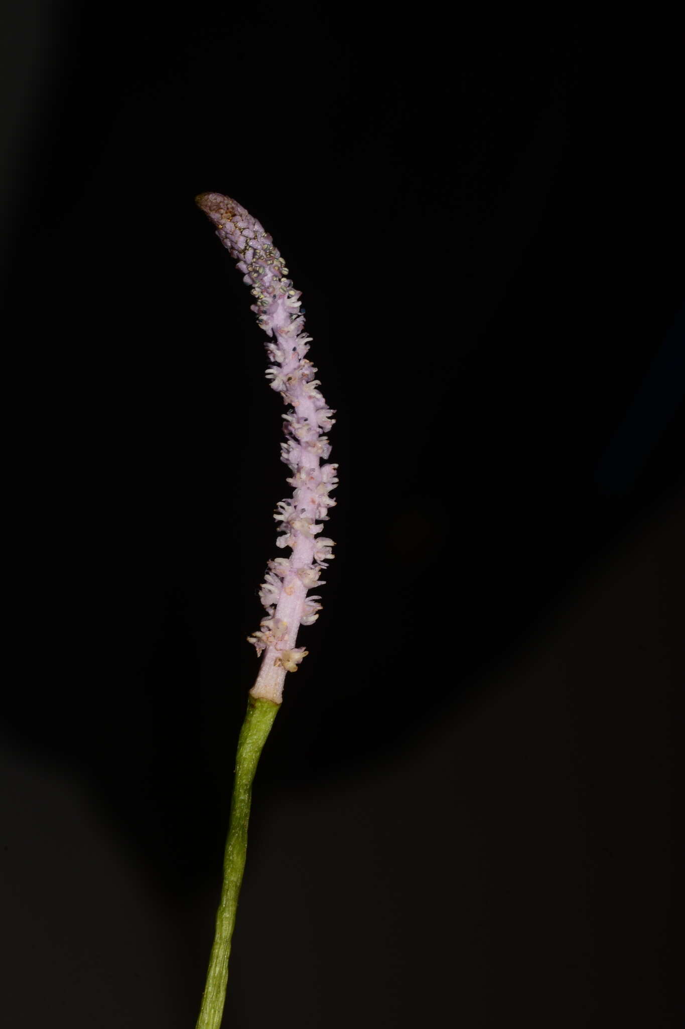 Image of Drifting Sword Plant