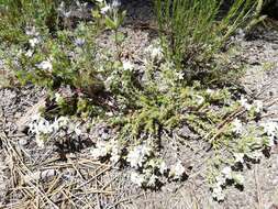 Image of Leptosiphon melingii (Wiggins) J. M. Porter & L. A. Johnson