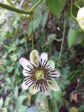 Imagem de Passiflora dawei Killip