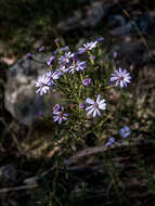 Olearia asterotricha subsp. asterotricha resmi